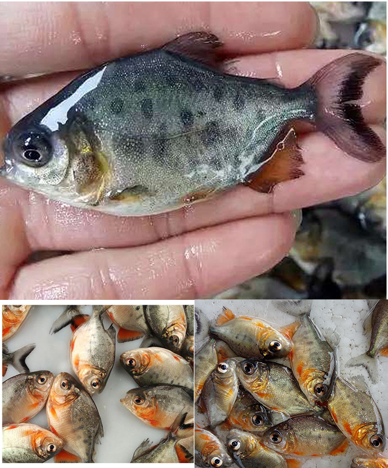 优质淡水白鲳鱼苗鱼塘养殖小型热带养殖鱼苗鲜活鱼苗活体养殖