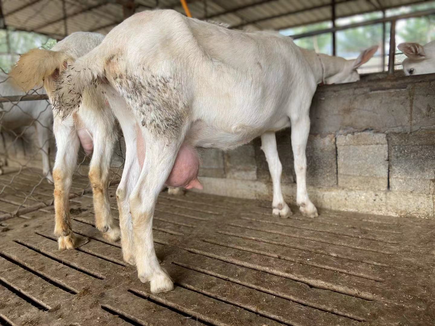 奶山羊厂家直销 产奶量 好饲养价格低可先预售后付