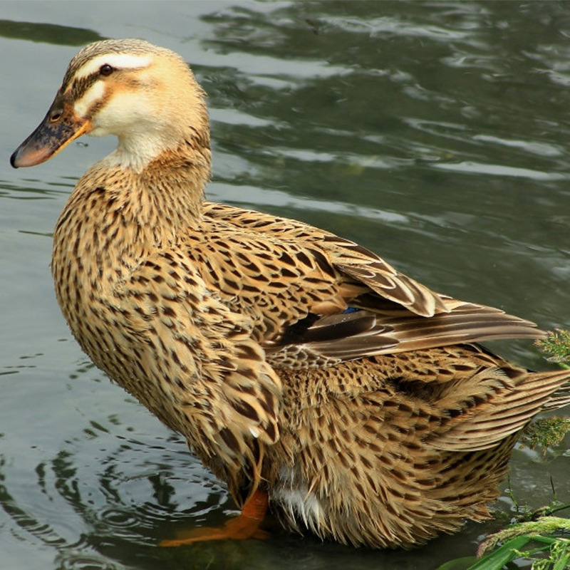 孵化场直销绿头鸭苗//快速麻鸭苗//蛋鸭苗//金锭鸭苗提供技术指导