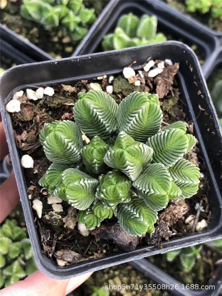 1155大棚限时批发多肉品种 达摩绿塔母本群多肉老桩植物裸根限量