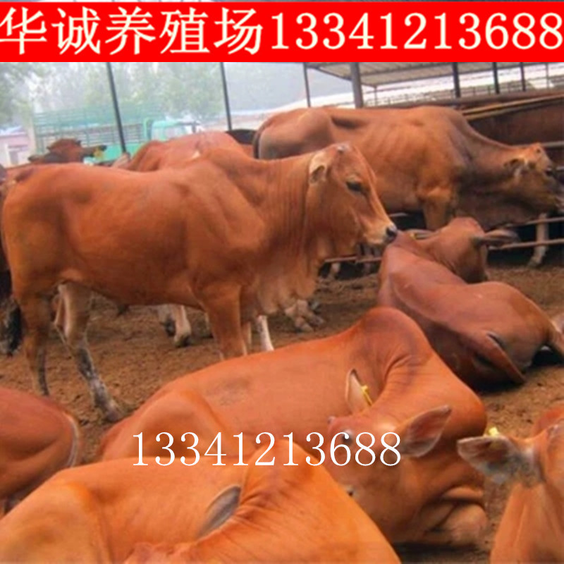 贵州肉牛犊三元杂交牛鲁西黄牛改良肉牛活牛牛苗种牛育肥-阿里巴巴