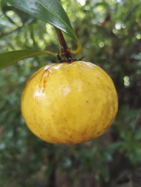 乔木-苗圃包邮批发岭南山竹子 嫁接海南山竹果苗当年结
