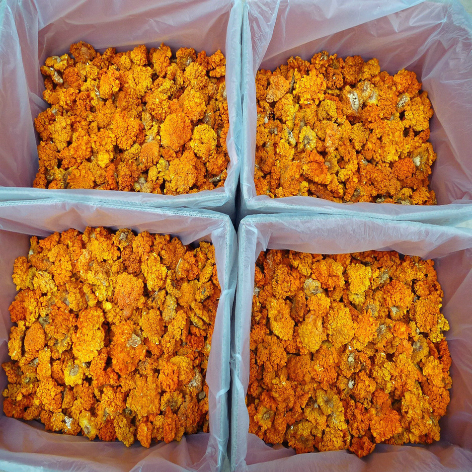 【裕菌隆】 金耳 干金耳 黄耳菌 酒店食材金耳 云南产地大货批发