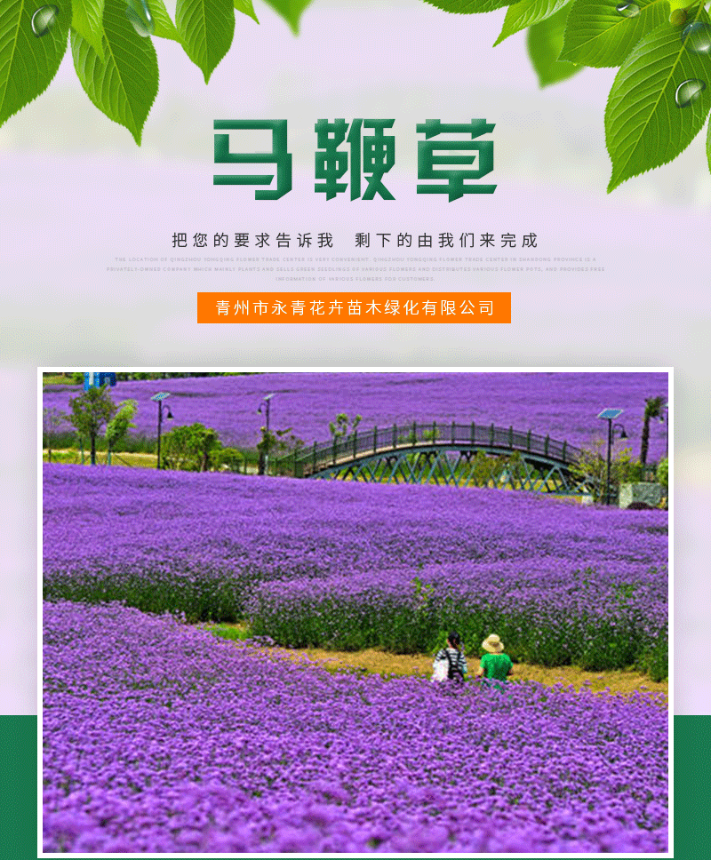 柳叶马鞭草 基地供应 马鞭草种球种苗 花海建设花卉马鞭草批发