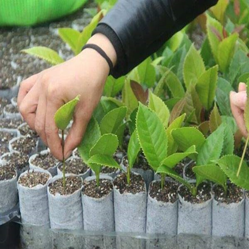 无纺布育苗袋批发 可降解育苗袋 育苗营养袋 树苗种植袋热销