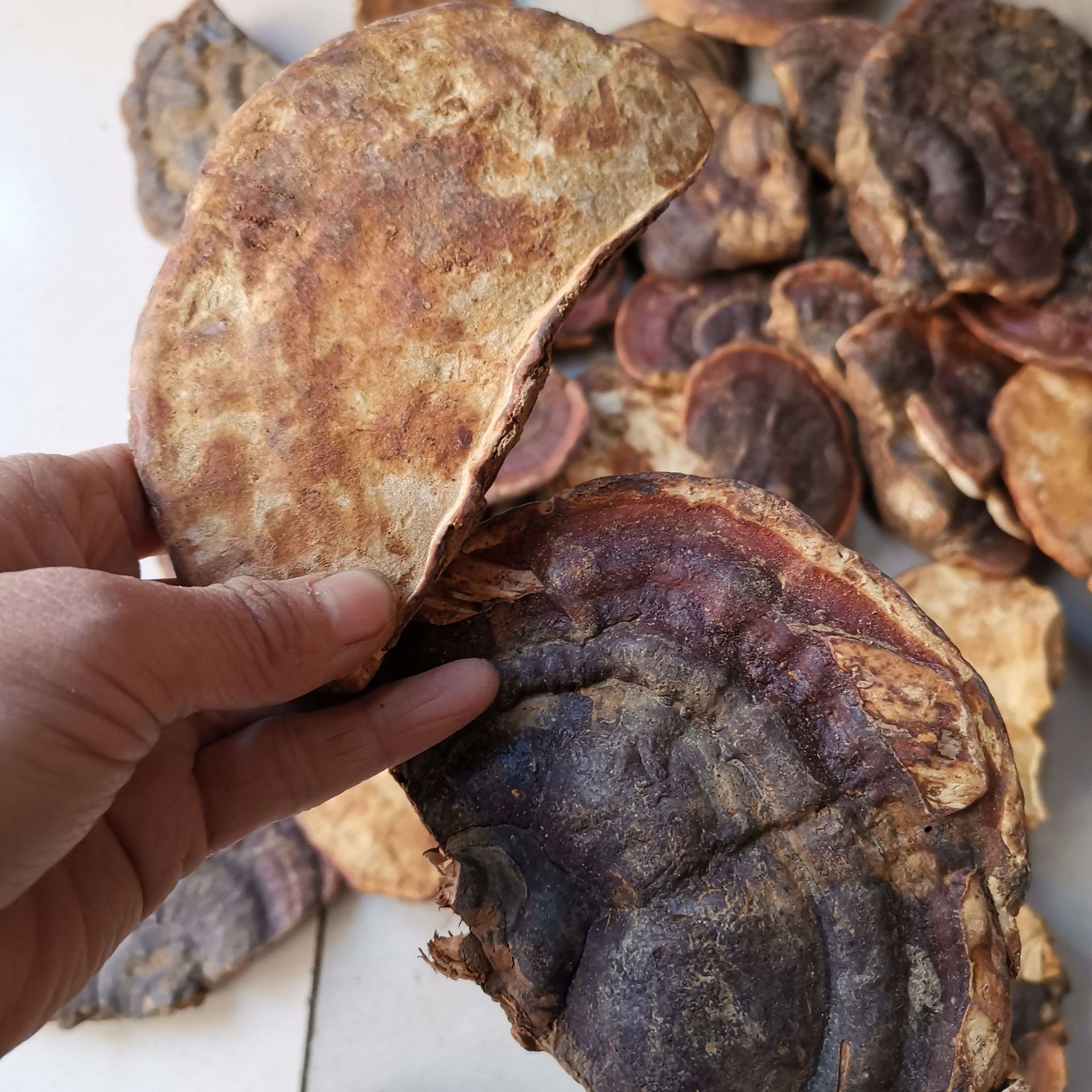 中药材无柄赤芝 无柄赤灵芝云南 无柄赤芝扁灵芝