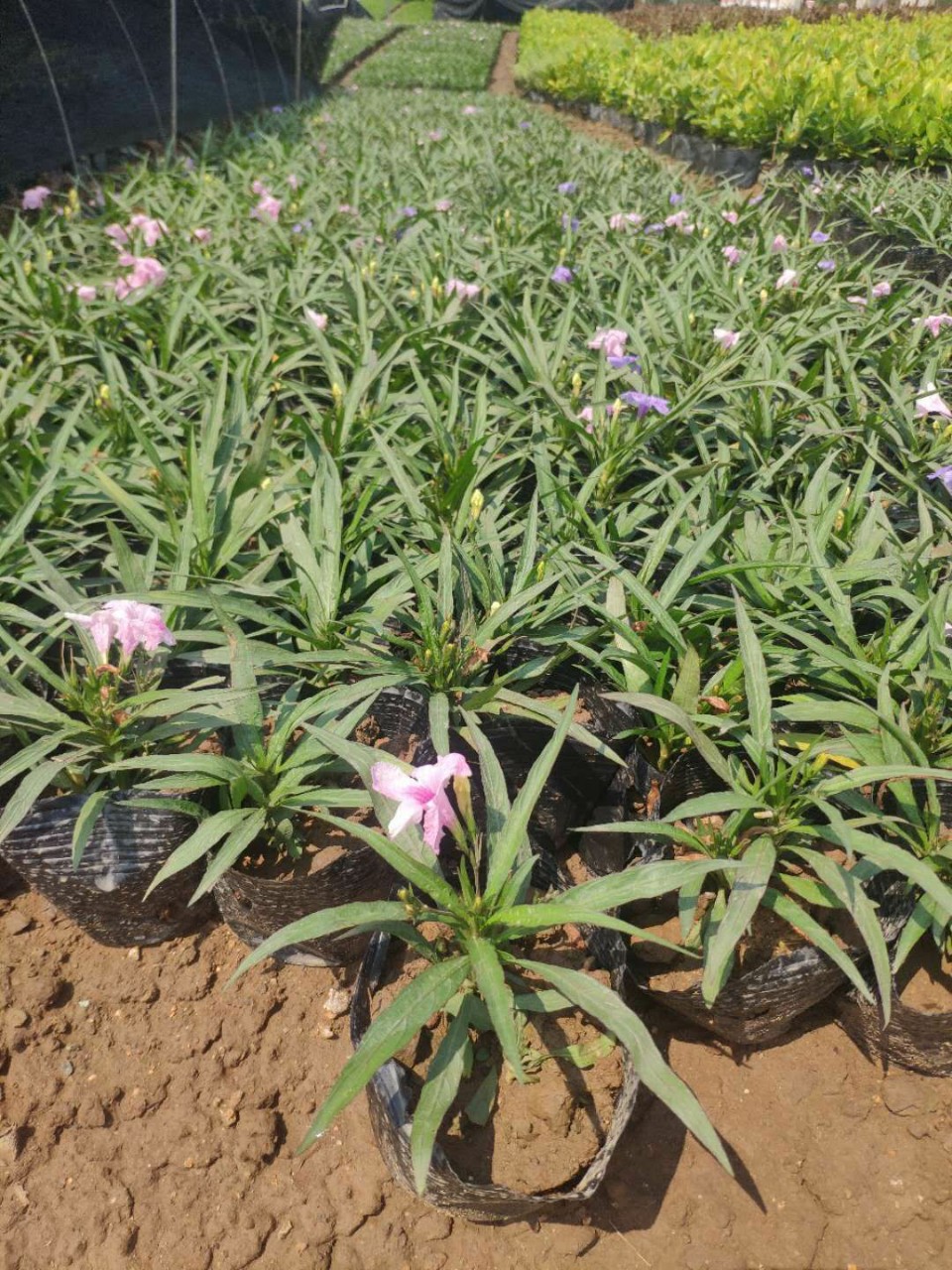 910供应矮化翠芦莉1030cm高盆栽袋苗白粉紫混色多花