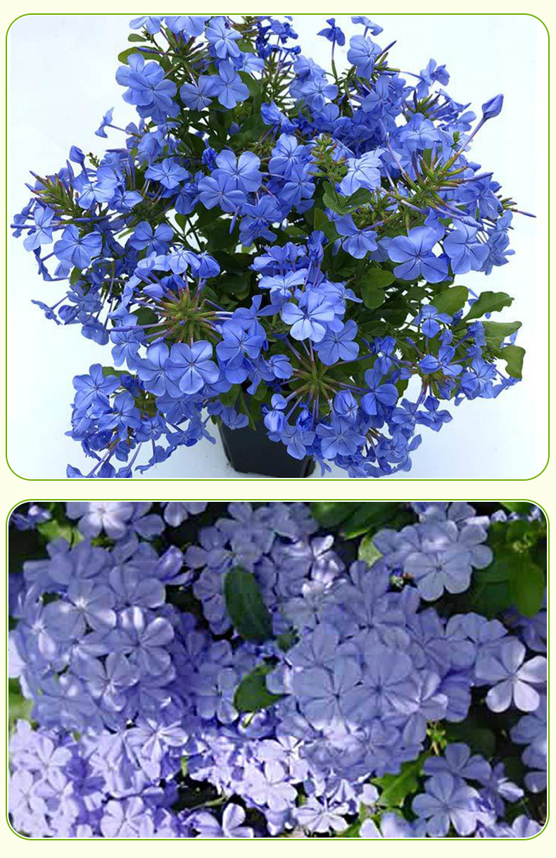 蓝雪花庭院藤本爬藤花园植物蓝雪花苗多季开花阳台盆栽花卉