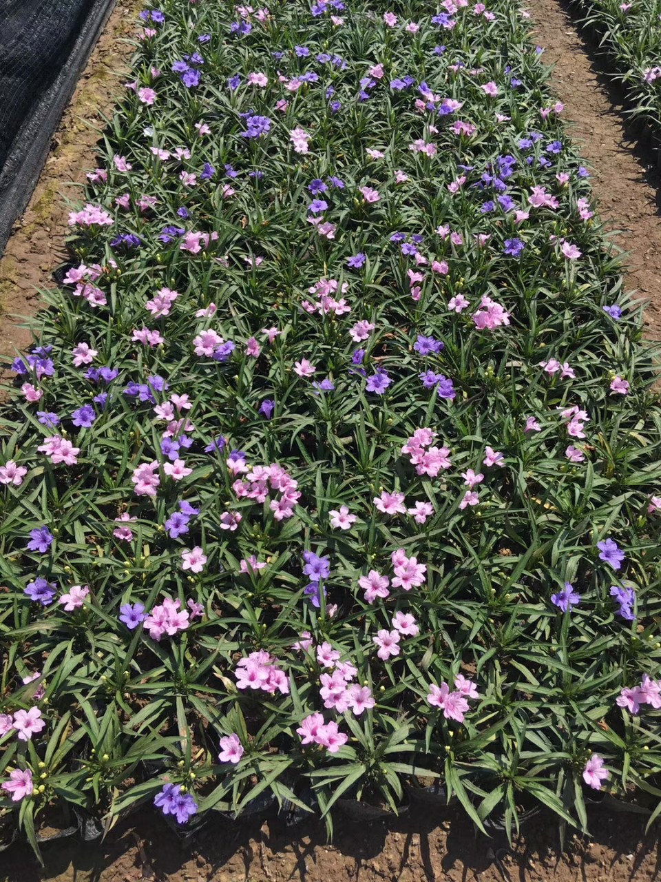 910供应矮化翠芦莉1030cm高盆栽袋苗白粉紫混色多花