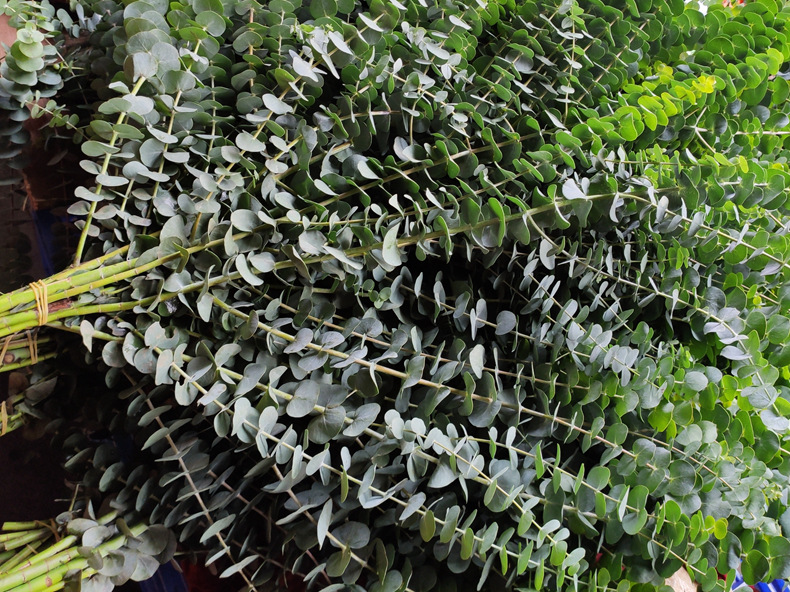 尤加利老果尤加利新果心形叶银水滴苹果叶卵叶小叶单支细叶商品描述