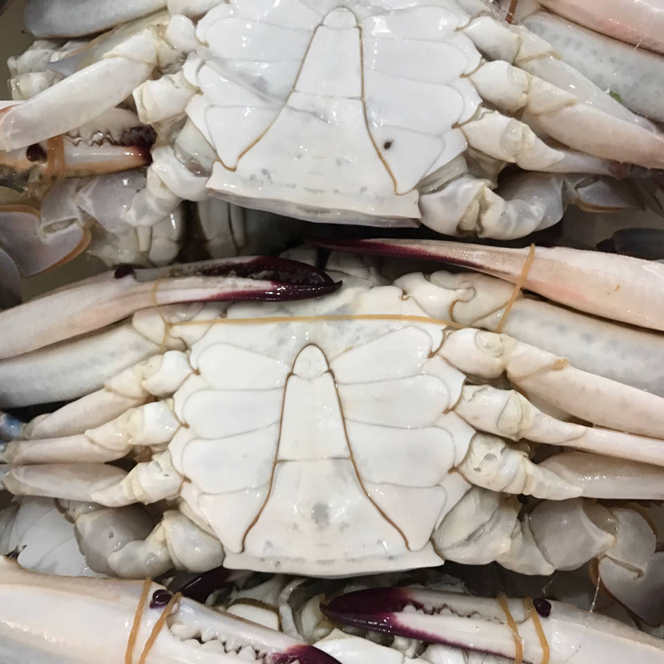 新鲜鲜活速冻大螃蟹冰冻特大梭子蟹