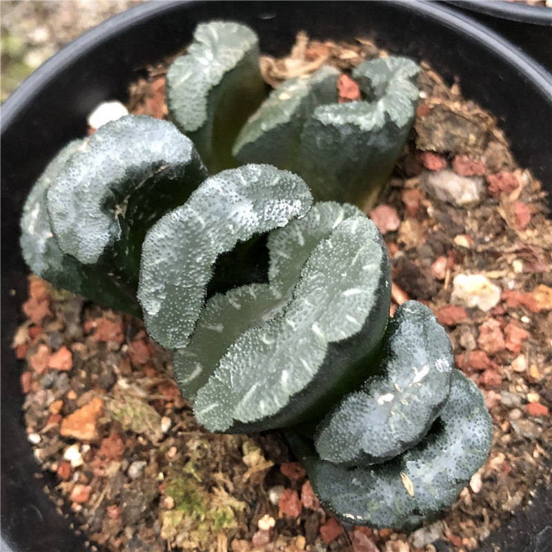 内销 出口十二卷属鬼岩城玉扇 低价批发高端玉扇鬼岩城