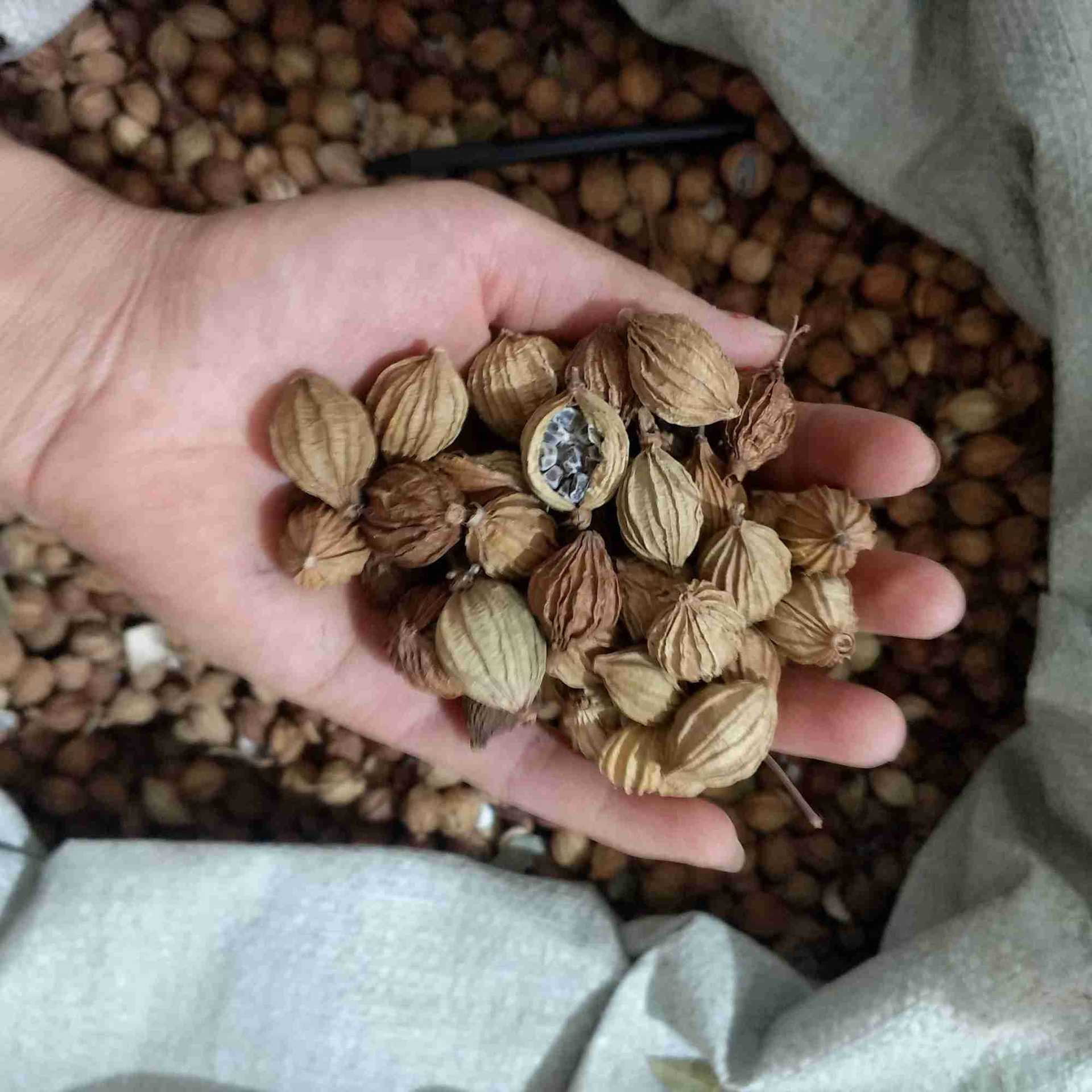 香砂振兴药材批发供应香砂【香砂】产地直销-阿里巴巴