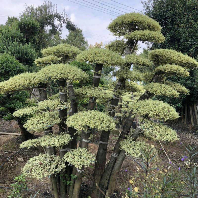 苗圃基地供应造型金叶女贞 盆景式造型女贞 金姬女贞造型桩景观树