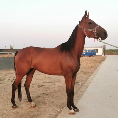 养殖场直销旅游马 骑乘伊犁马好训吗 良种汗血马