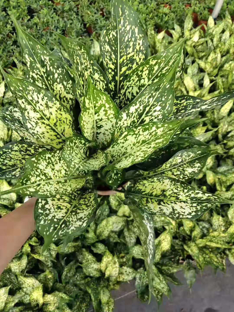 【基地直销】观叶植物净化空花卉盆栽办公布置 140绿翡翠