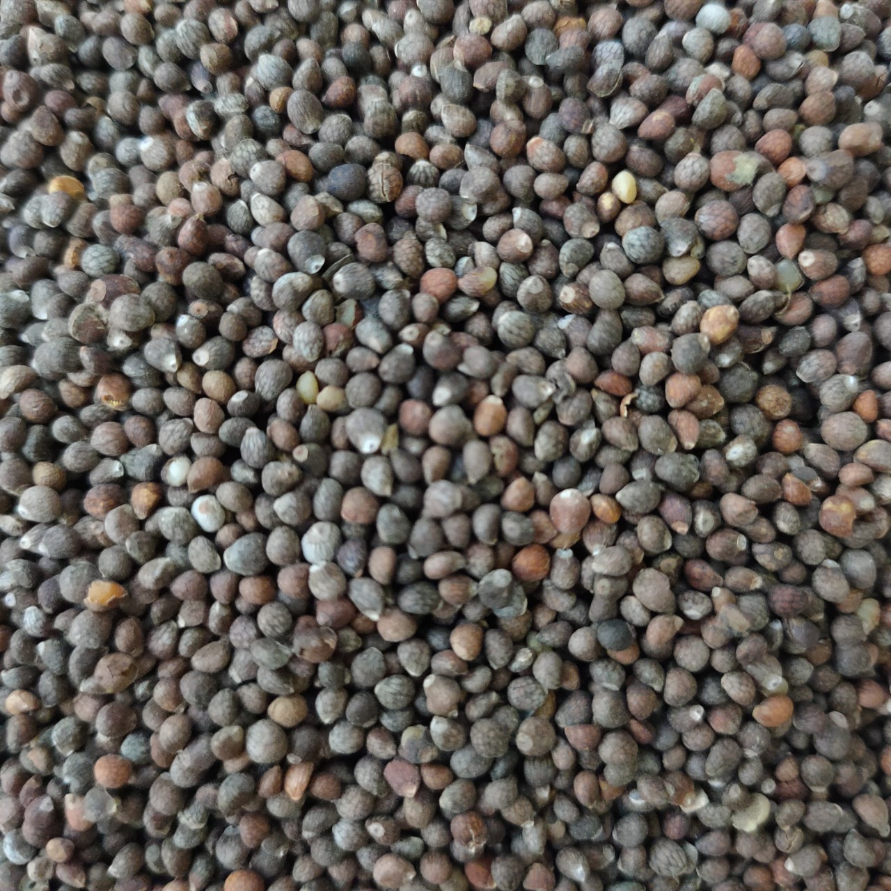 中药材批发苏子野苏子紫苏子小苏子规格齐全承接订单量大从优