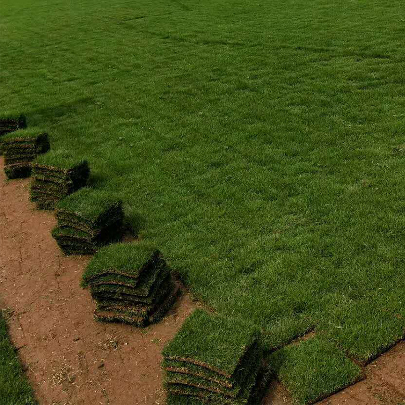 学振苗圃台湾青地被草皮户外绿化植物草皮地毯绿色台湾青草皮基地