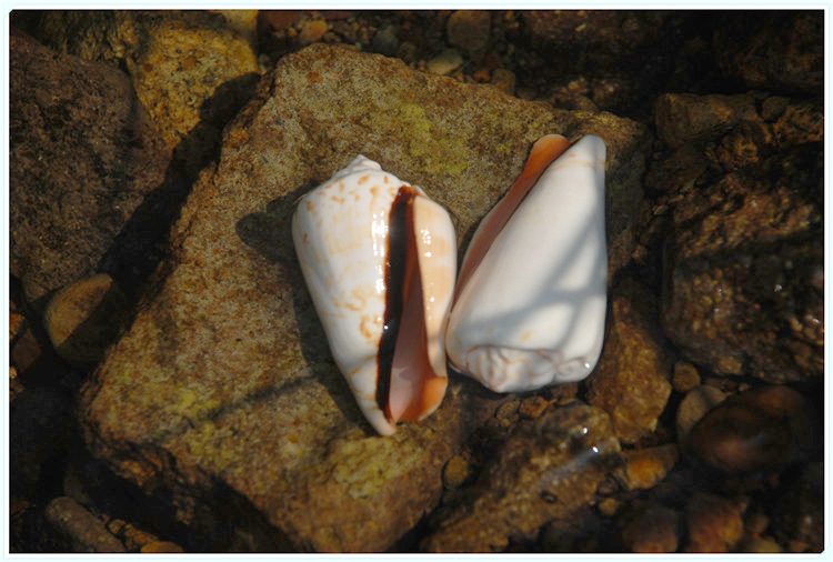 天然贝壳海螺红嘴螺 水族鱼缸造景 地台装饰拍摄道具摆件儿童玩具