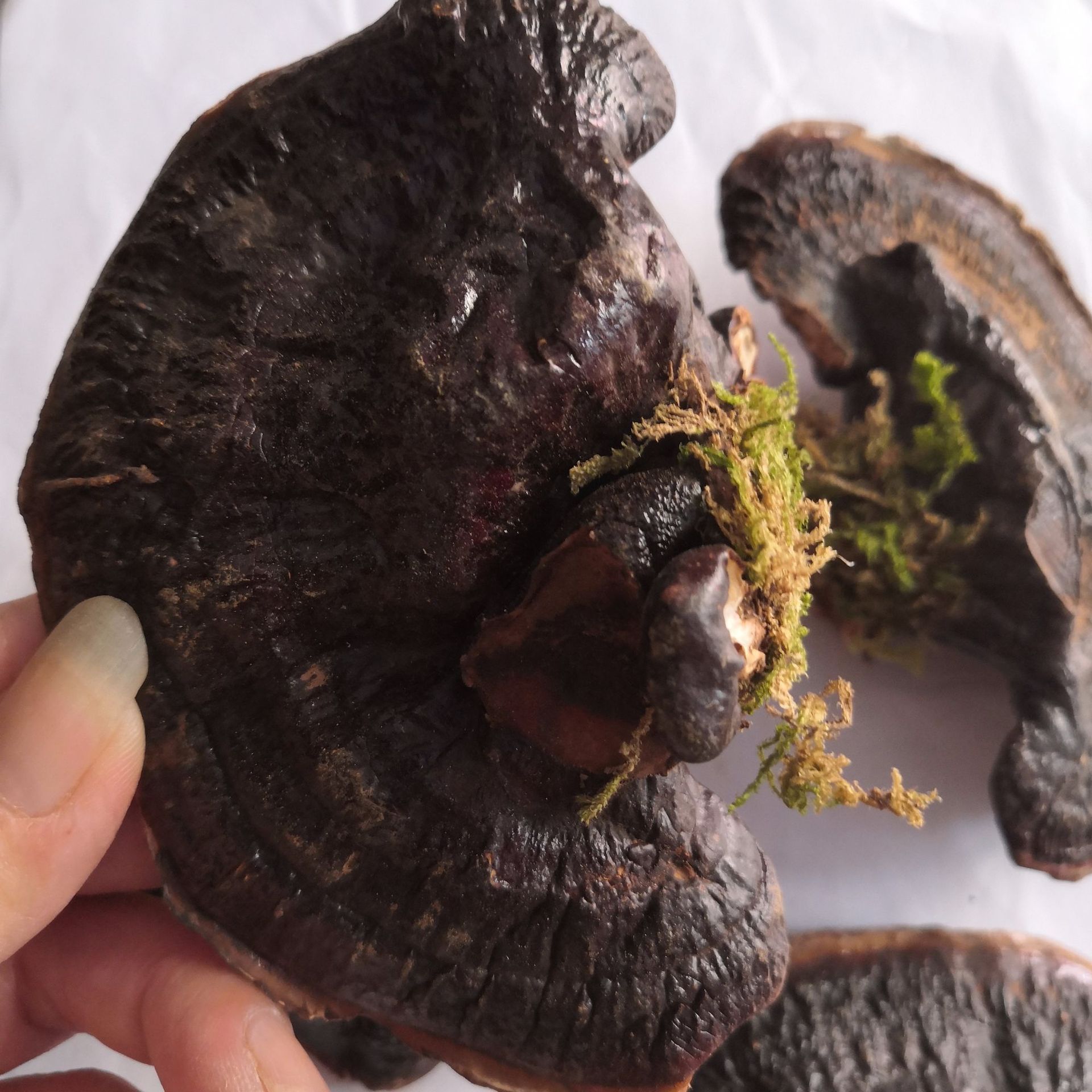 野生灵芝中药材批发零售灵芝长白山灵芝货源充足