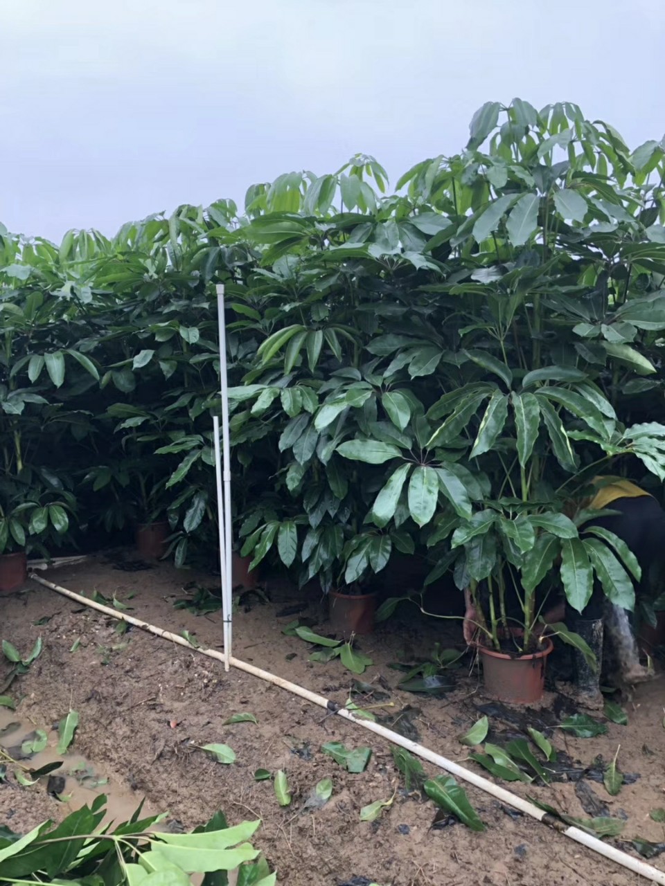 904基地直销大叶伞1525米盆栽袋苗澳洲鸭脚木