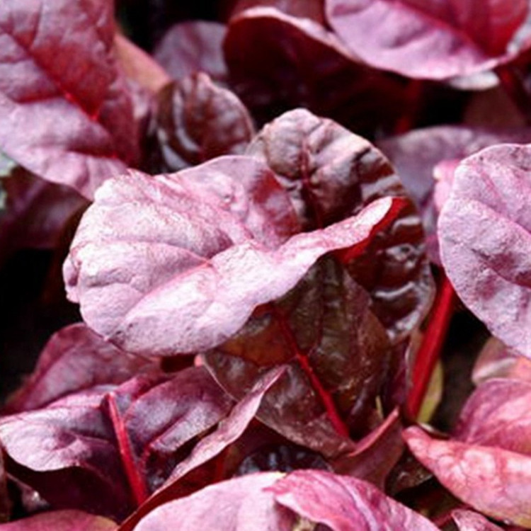 精品红叶甜菜紫菠菜耐寒植物苗红叶甜菜基地冬季配色植物