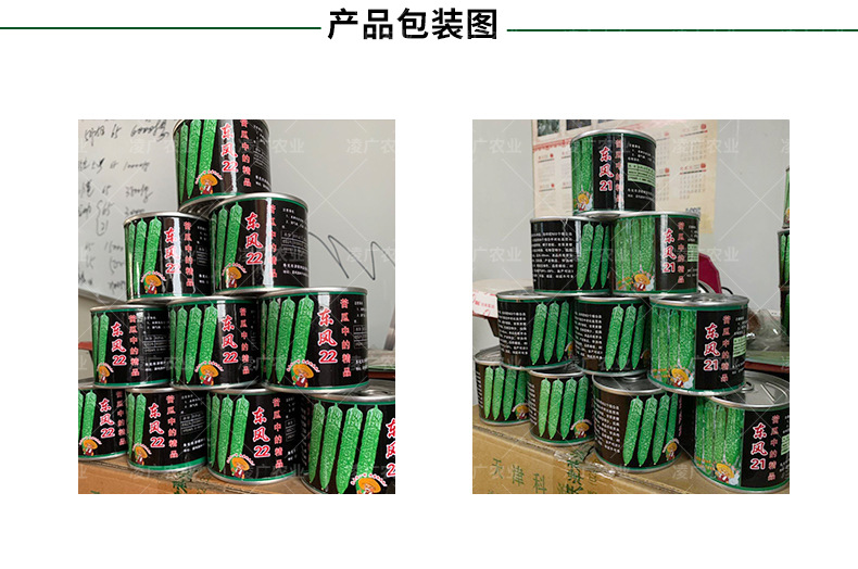 东风21印尼苦瓜种子 早熟高产苦瓜 供应批发蔬菜种子苦瓜种子