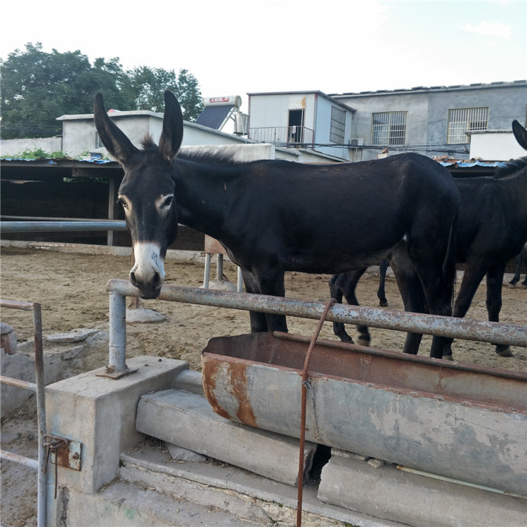 供应肉驴养殖场￥德州驴价格￥肉驴多少钱一头