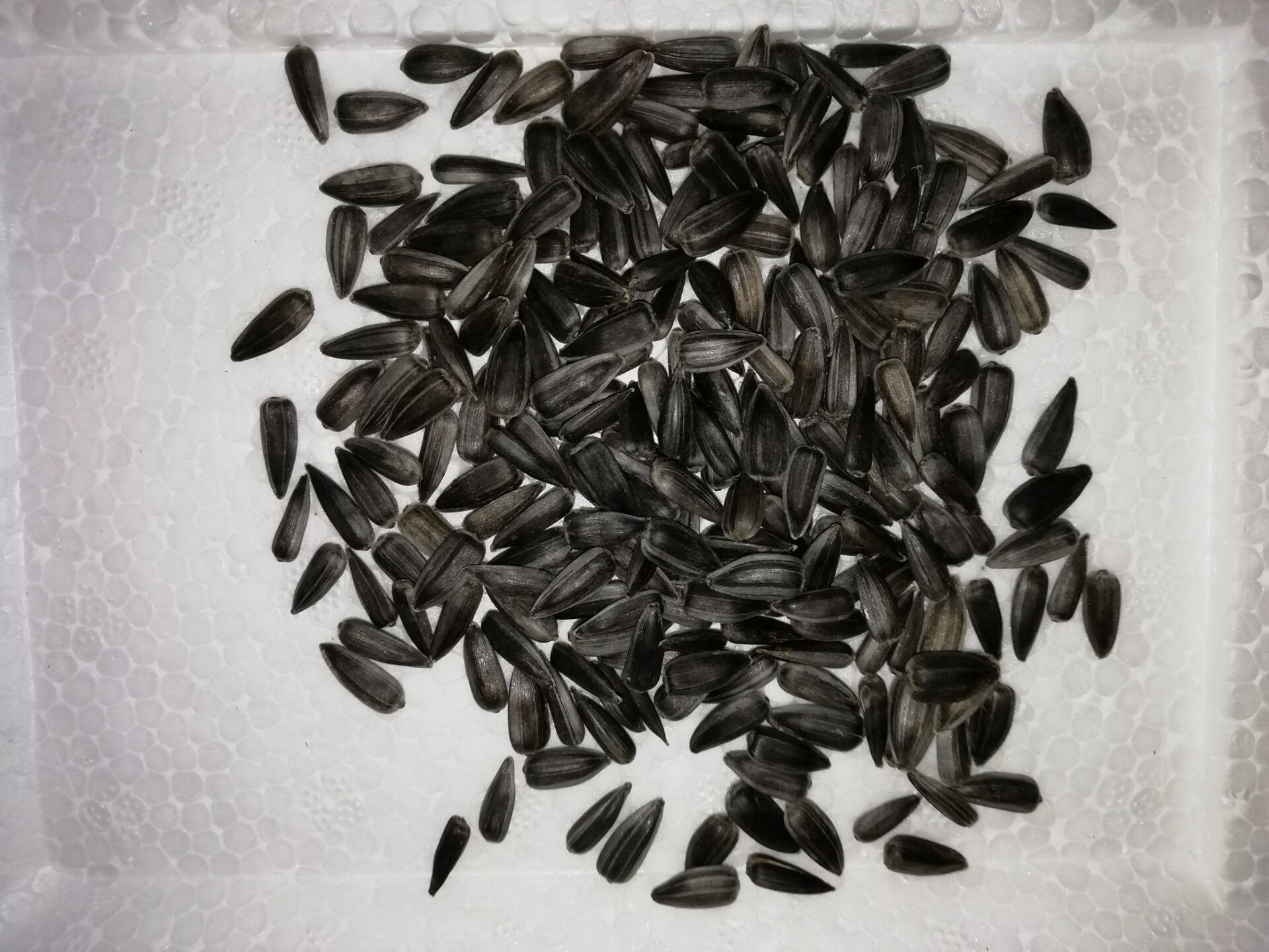 鹦鹉饲料黑色小瓜子 鸟饲料鸽子仓鼠宠物通用食品 油葵籽小黑瓜子