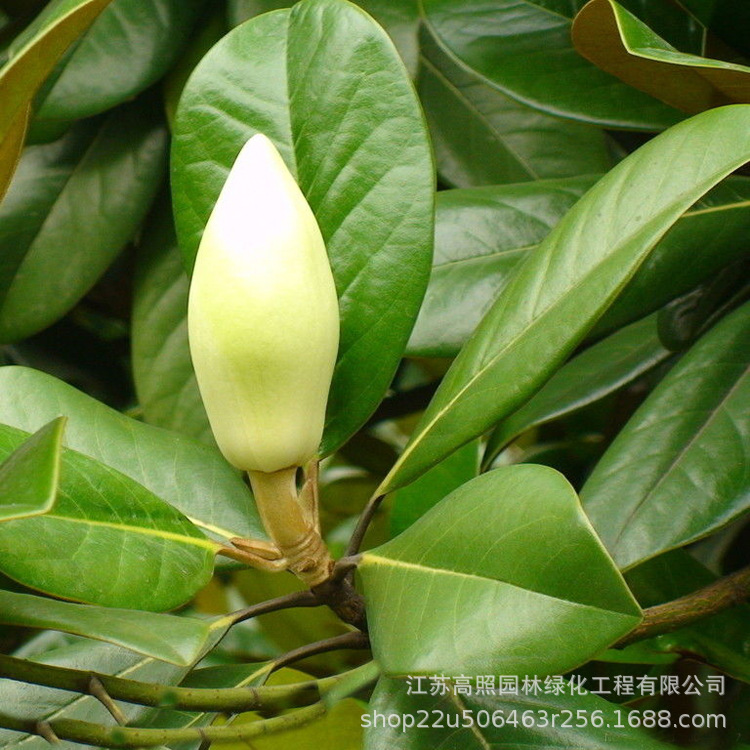 宝塔形广玉兰树苗 露地绿化行道广玉兰树 常绿性广玉兰乔木树