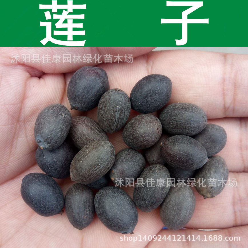 木芙蓉花种子-木芙蓉花种子厂家,品牌,图片,热帖-阿里巴巴