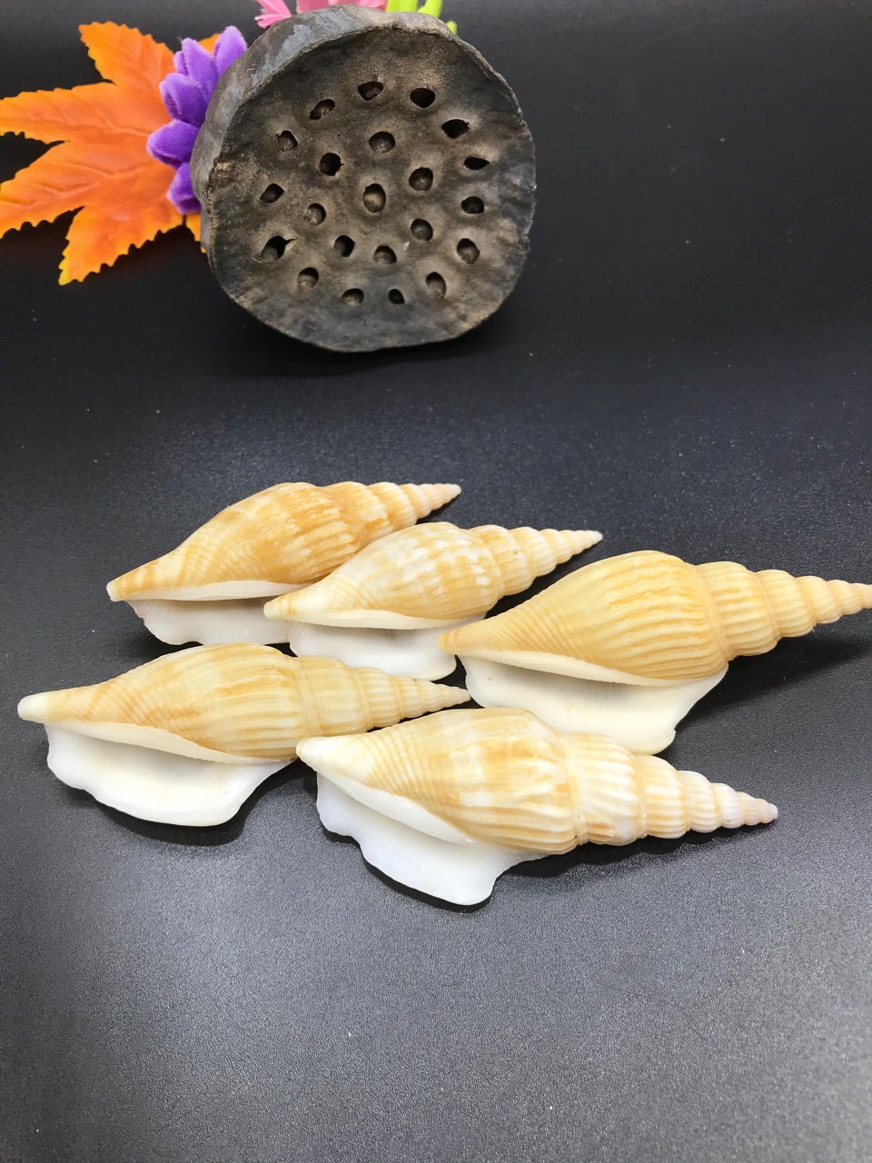 6-7厘米斧头螺 天然贝壳海螺 地中海鱼缸水族造景 地摊货源