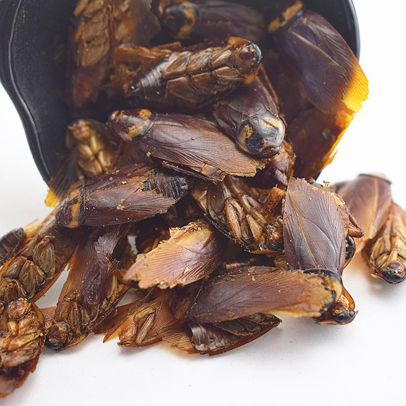 批发新货 蟑螂干 蟑螂 干品1斤 美洲大蠊粉原料k