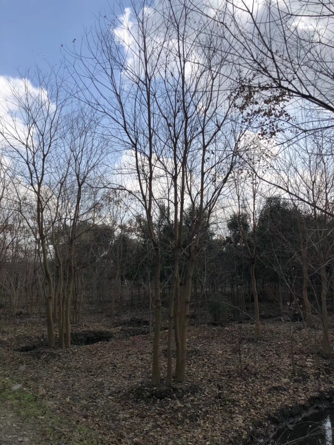 基地直销30-120公分丛生乌桕规格齐全黑色粘土高成活率苗木