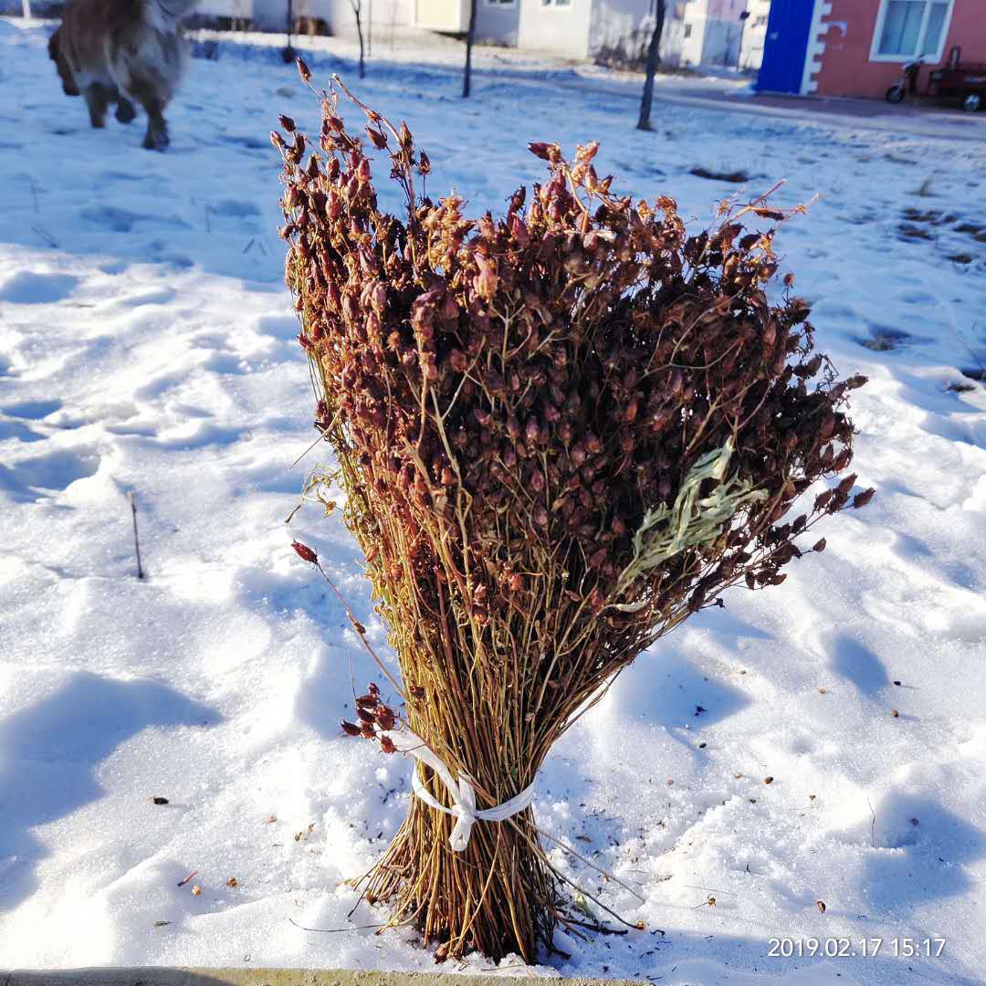 新货东北大兴安岭地区漠河野生稳心草鹿心农家自采泡茶泡酒500克