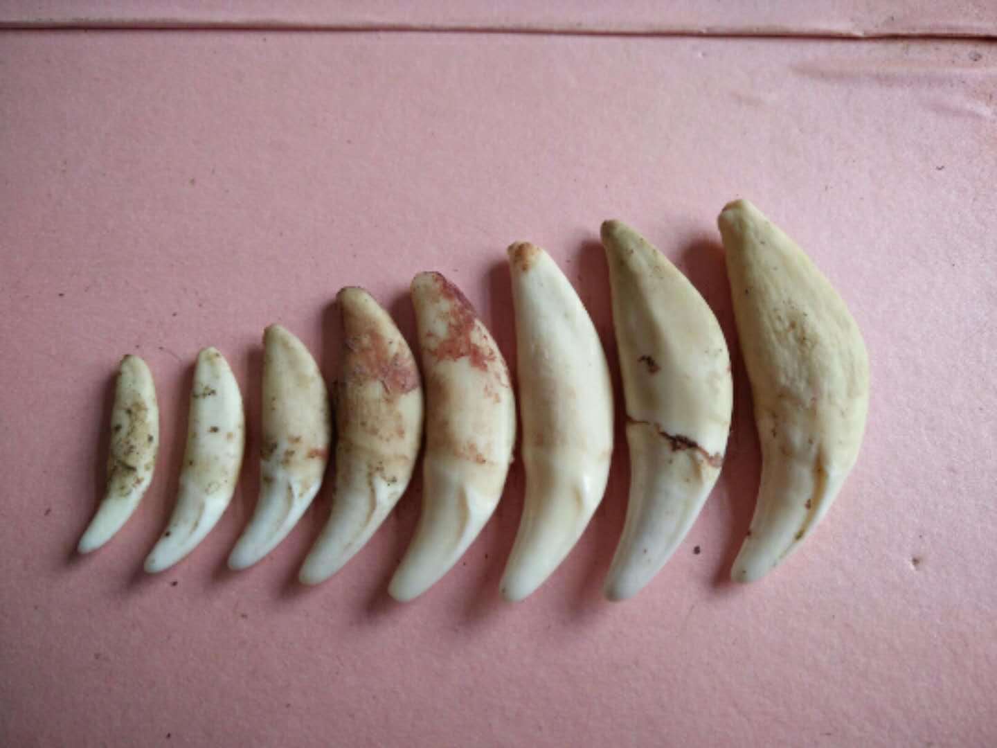 真狗牙批发饰品狼牙吊坠黑狗牙藏獒牙项链手链脚链地摊货源藏银套