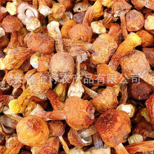 松茸 姬松茸 食用菌 各种蘑菇批发 一件代发 500克