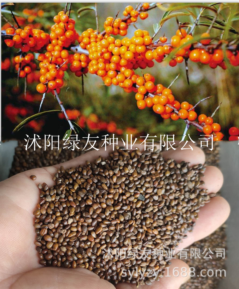 批发沙棘种子 沙棘 豆科灌木 盐碱落叶灌木-阿里巴巴