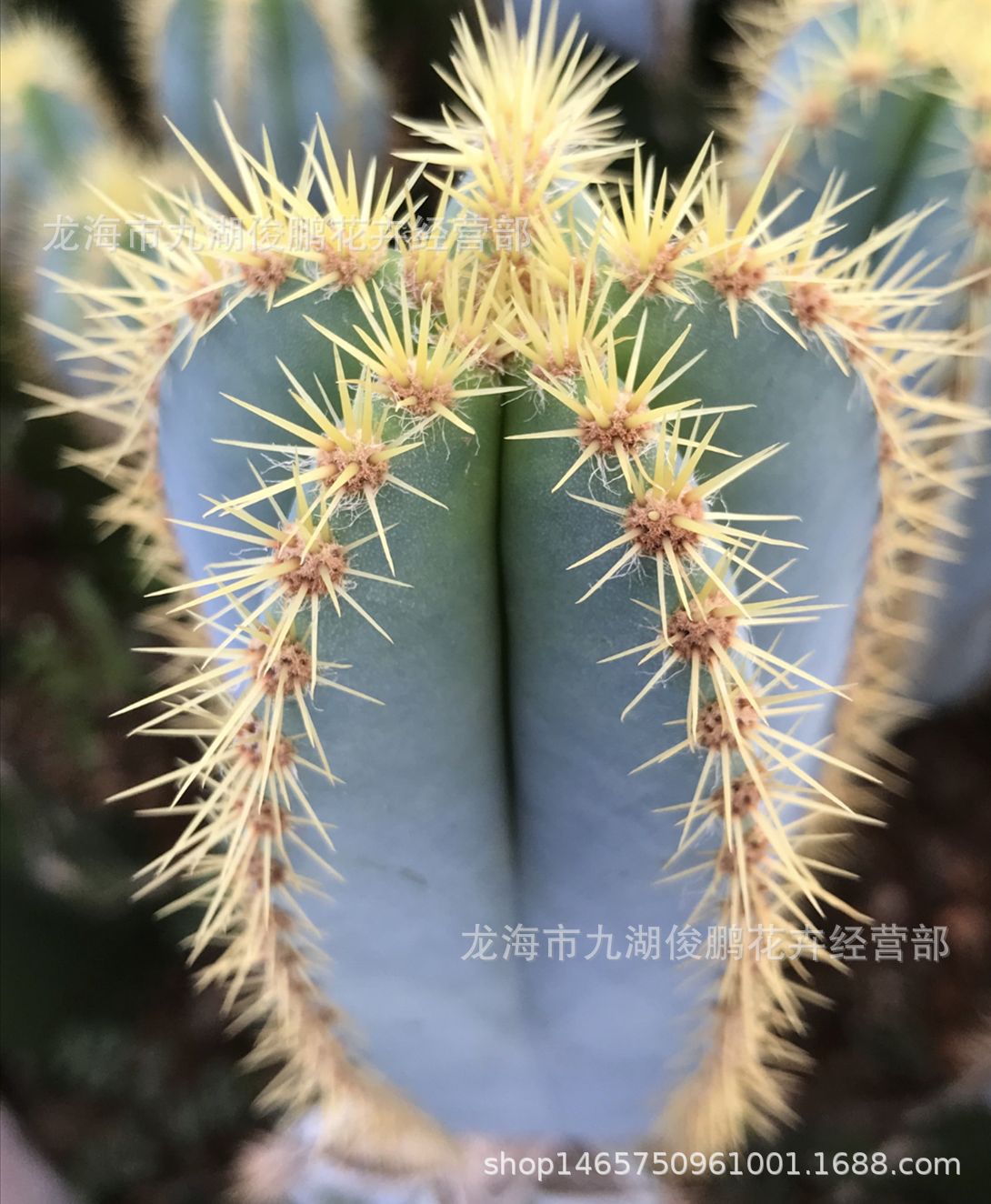 金青阁 侧芽苗 10-12cm 高 无根 仙人掌 沙生仙人柱 批发