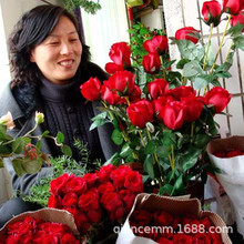 基地批发 切花玫瑰 卡罗拉 红色玫瑰 庭院阳台观赏花卉