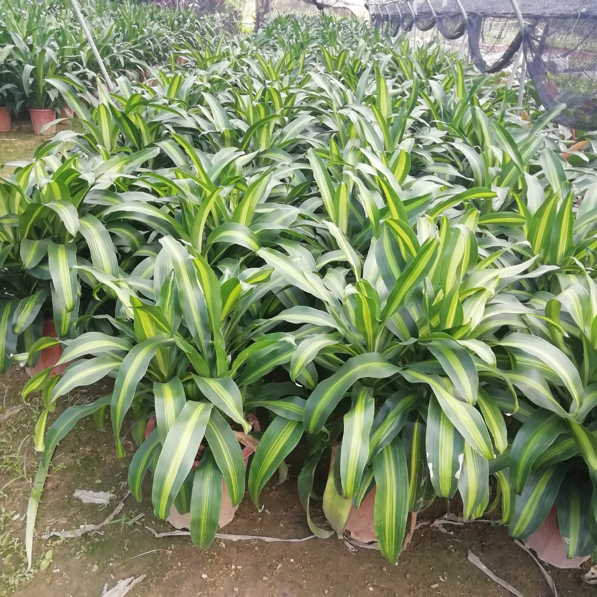 基地园林花卉盆栽批发室内观叶植物三株装金心美人铁5盆起