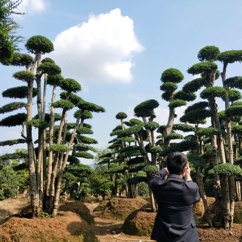 苗圃供应绿化造型榆树景观树 公园庭院观赏绿化榆树盆景 造型榆树