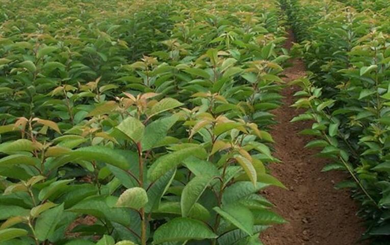 成都苗木美早车厘果苗美早车厘子批发价格美早樱桃苗基地2公分美早