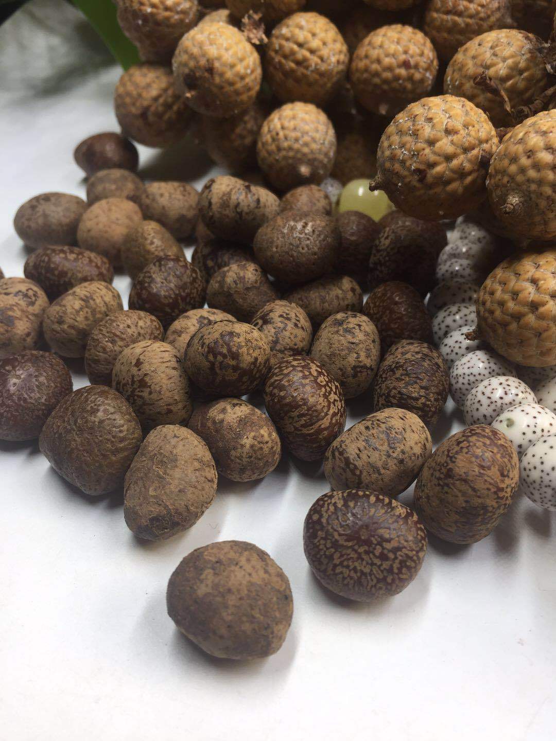 海南原生态星月菩提子原籽毛感料元宝籽原料果新月佛珠原生态批发