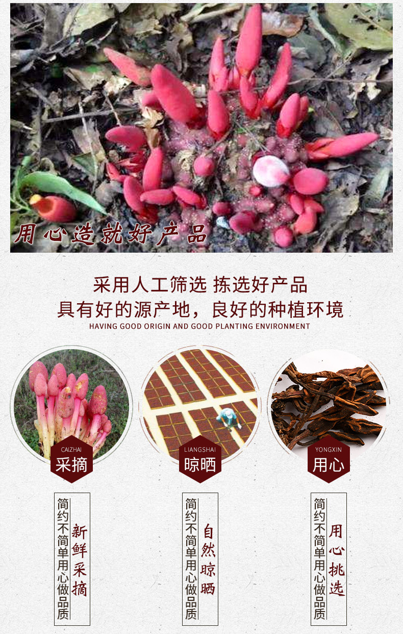 回春草 草苁蓉 不老草 顶天柱 支持药检一件代发回春草