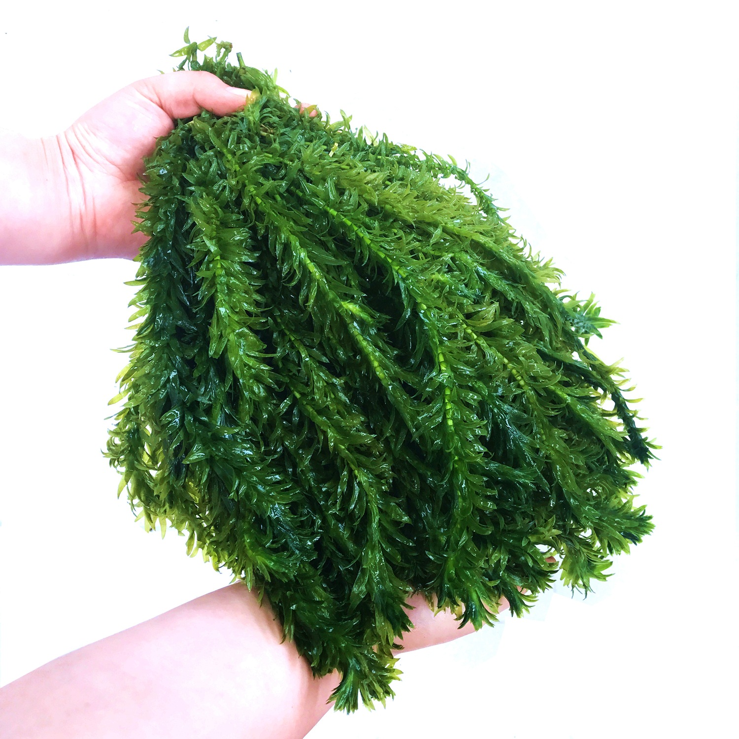 否 水草及肥料种类 有茎类 功能 美观 品牌 青色 颜色 蜈蚣草5扎(50颗