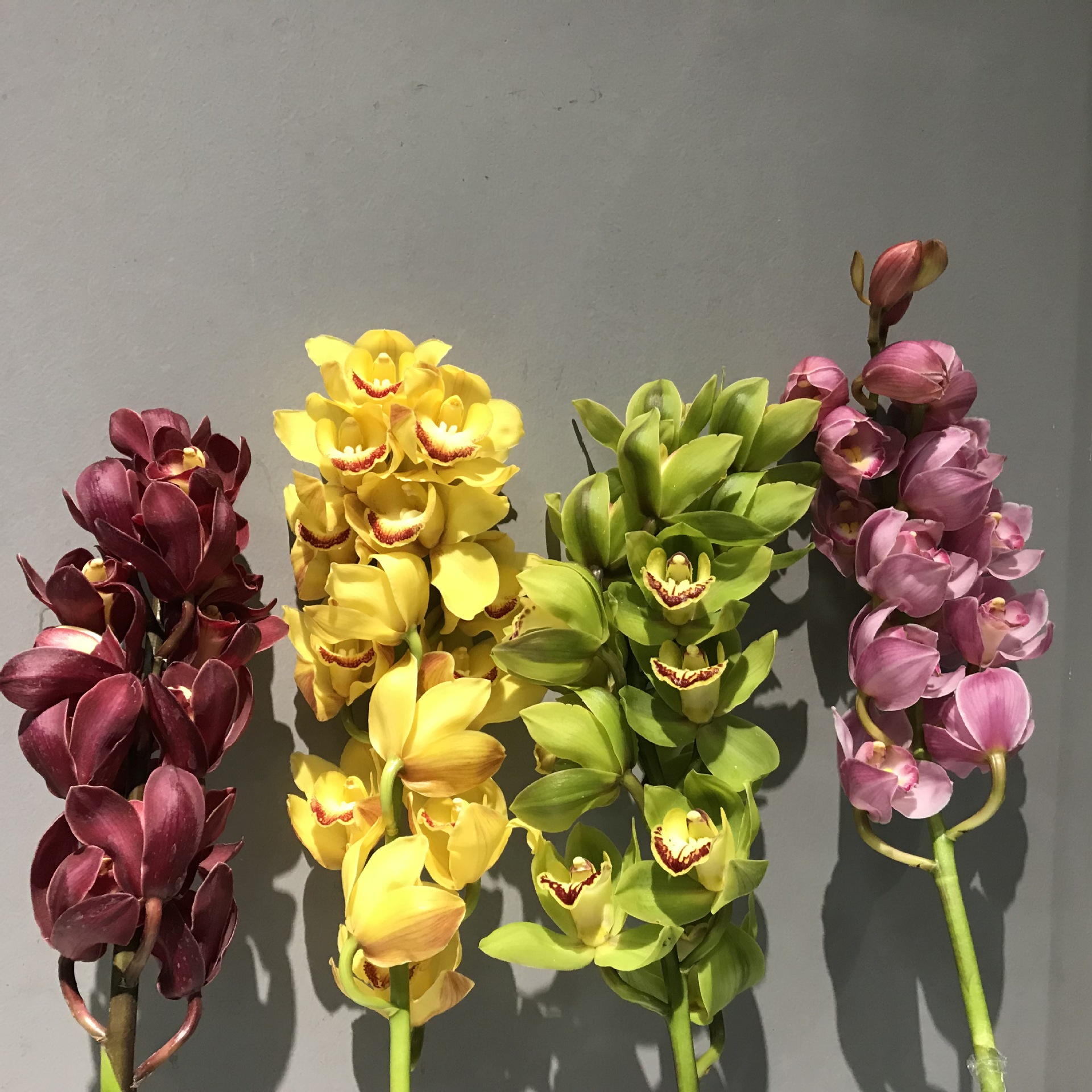 [大花蕙兰]室内年宵花 鲜切花批发 昆明基地 新鲜节日节庆摆放花