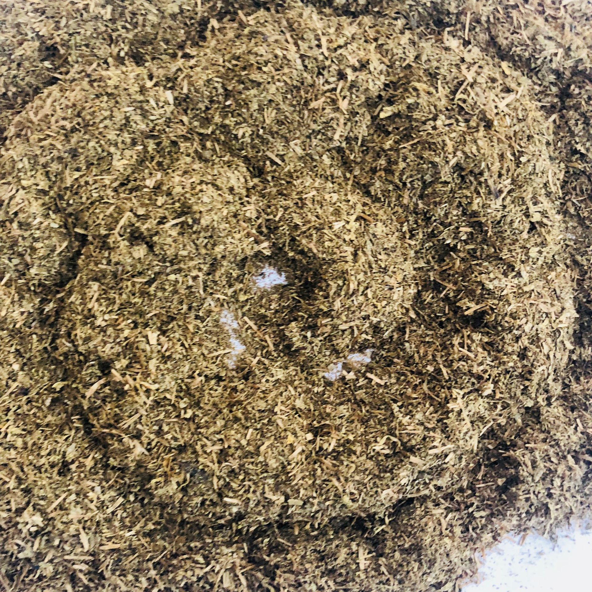 厂家大量供应甜叶菊渣 畜禽饲料原料 牛羊马饲料 量大价优