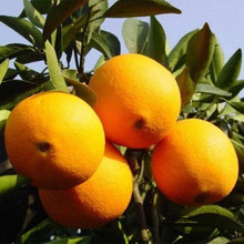 橙子树苗南北方种植当年结果好成活嫁接江西赣南脐橙子果树果苗
