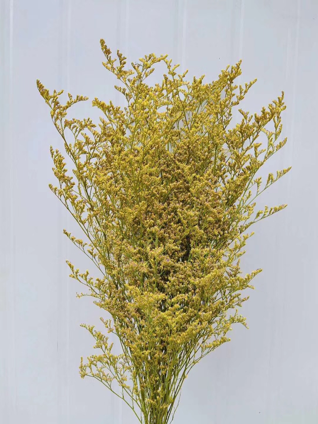 云南厂家批发天然干花配材永生花花束真花情人草家居客厅装饰摆件